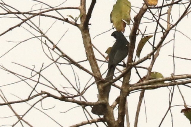 Racket-tailed Treepie - ML647681939