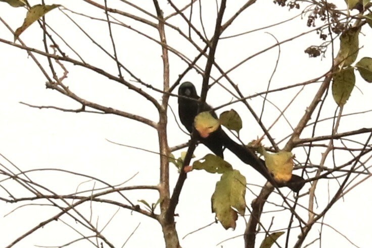 Racket-tailed Treepie - ML647681940