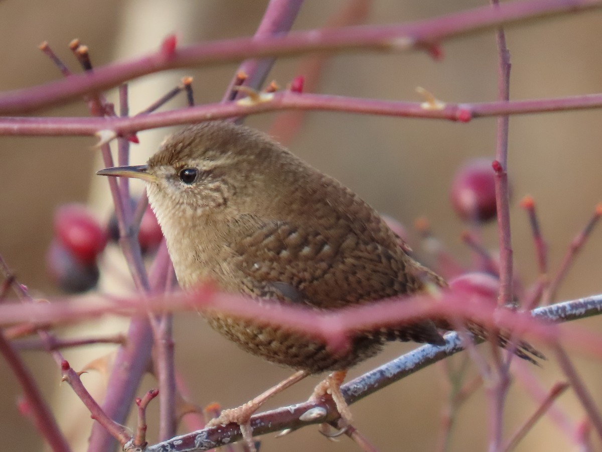 ミソサザイ - ML647681941