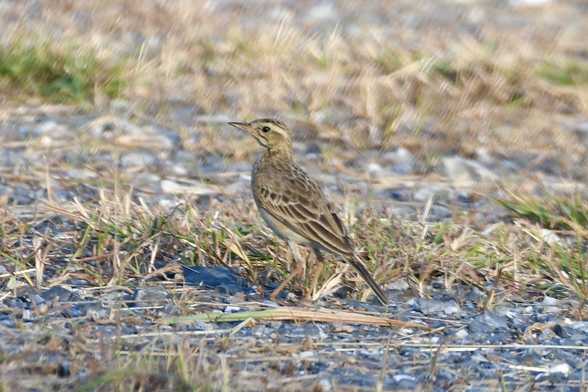 Richard's Pipit - ML647681963