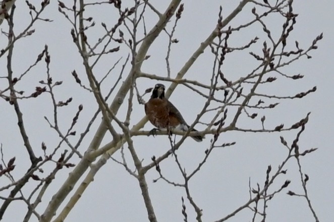 American Robin - ML647682002