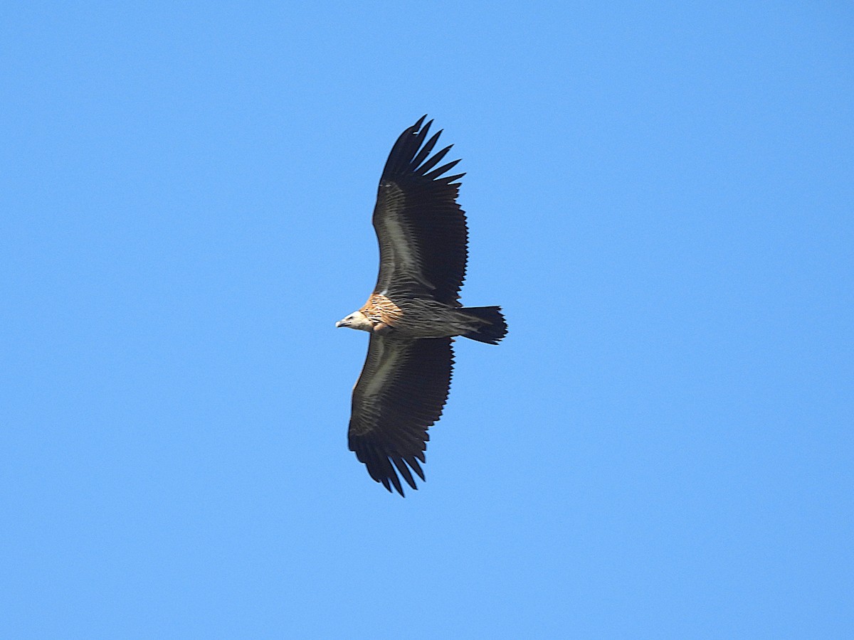 Schneegeier - ML647682050