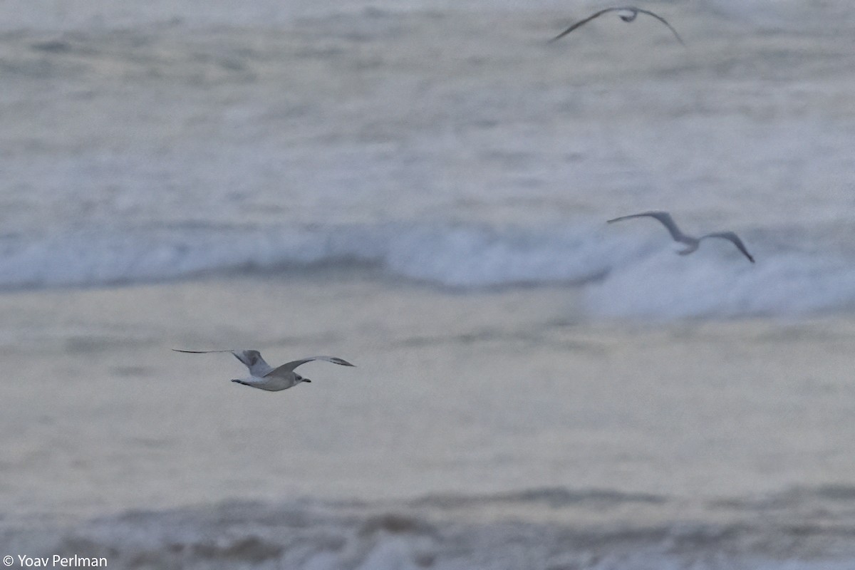 Mediterranean Gull - ML647682061