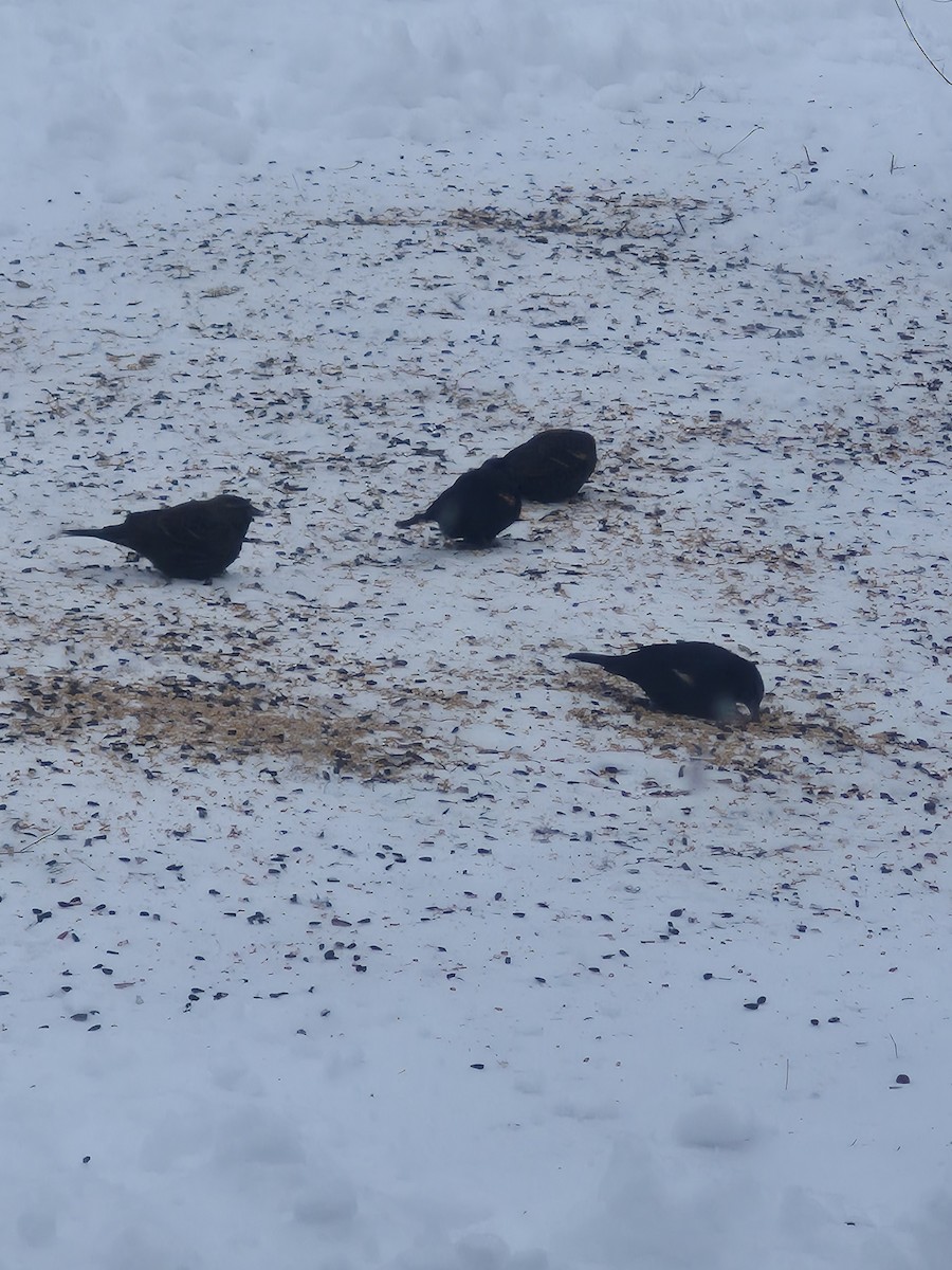 Red-winged Blackbird - ML647682078