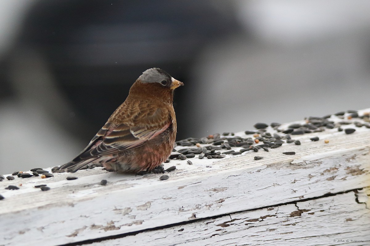 Gray-crowned Rosy-Finch - ML647682087
