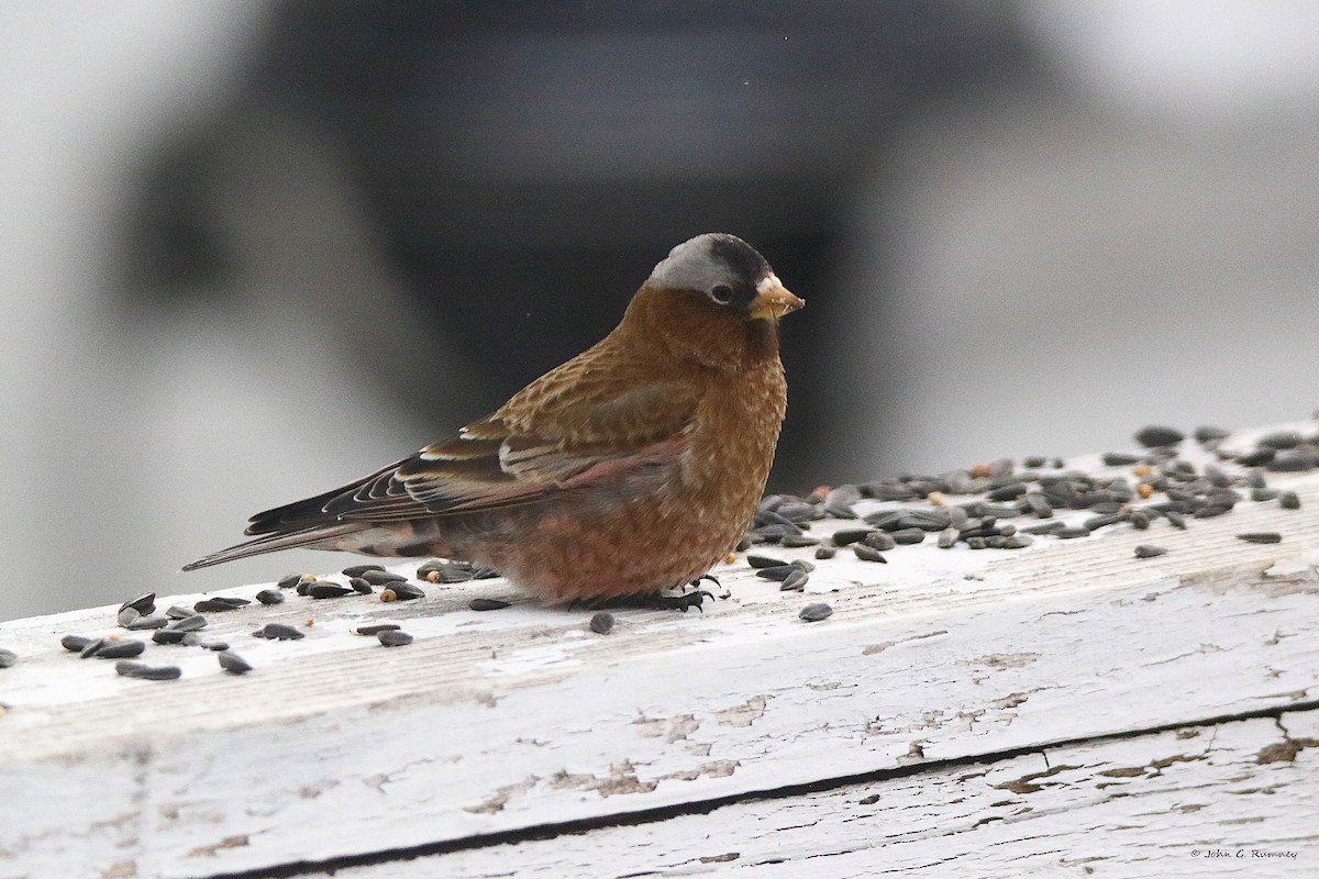 Gray-crowned Rosy-Finch - ML647682088