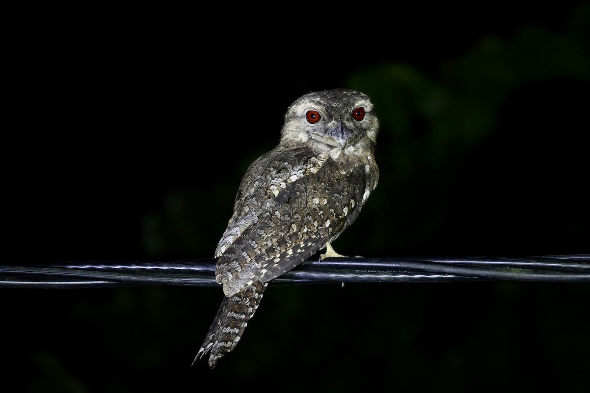 Papuan Frogmouth - ML647682097