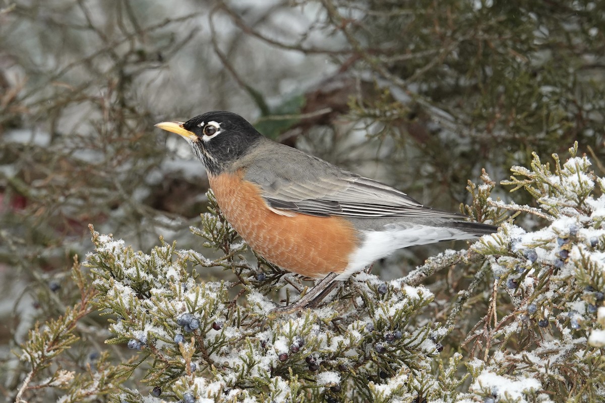 American Robin - ML647682108
