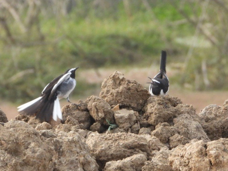 Lavandera India - ML647682116