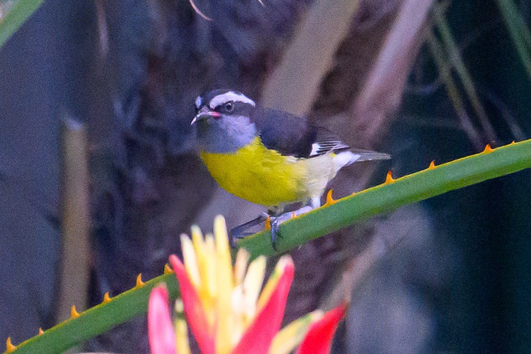 Bananaquit - ML647682124