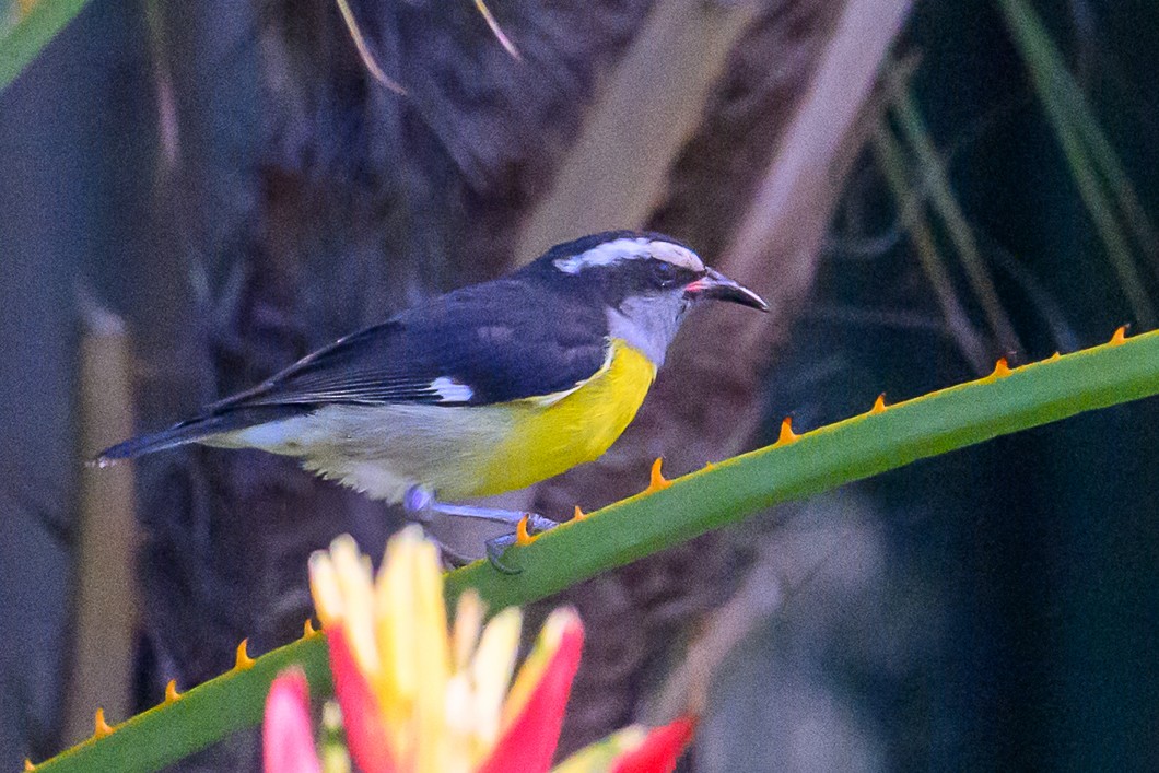 Bananaquit - ML647682125