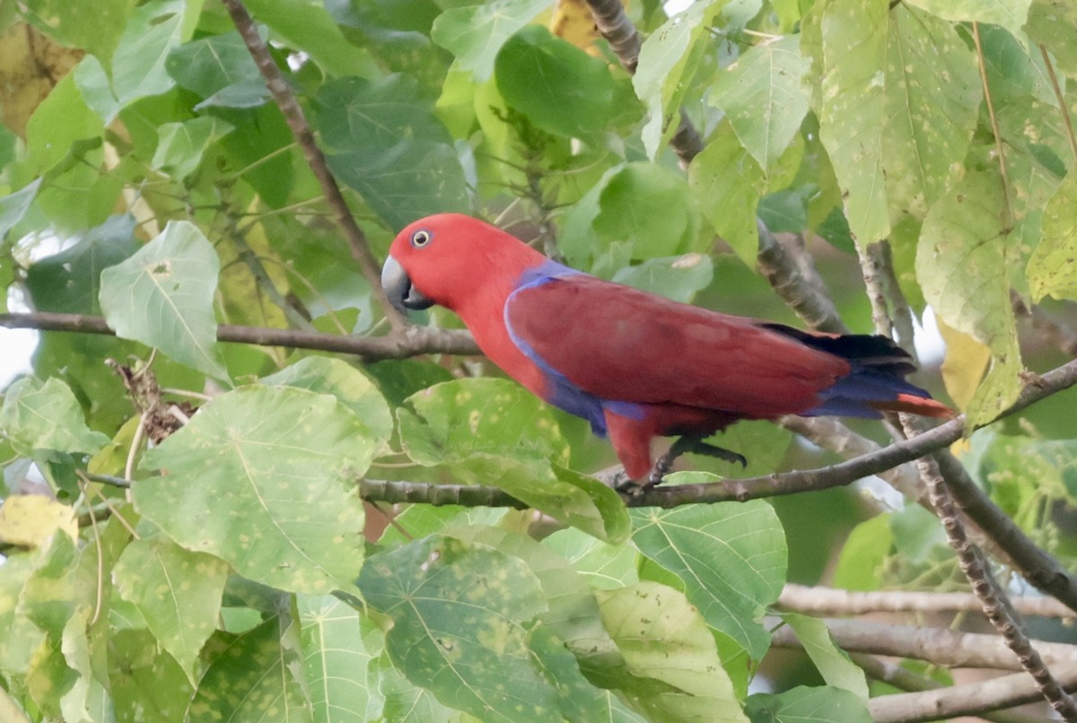 Papuan Eclectus - ML647682133