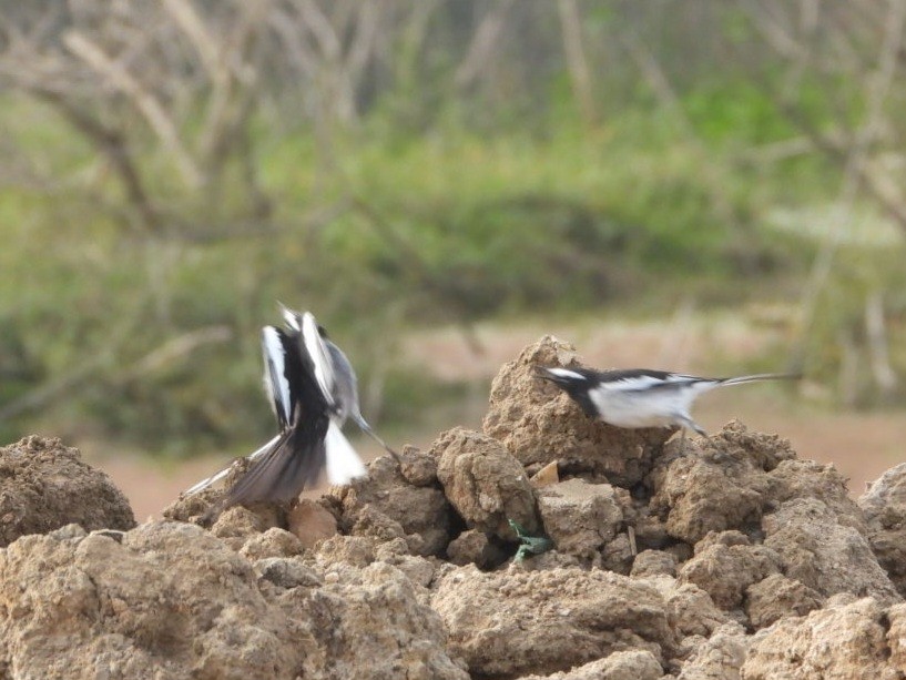 Lavandera India - ML647682134