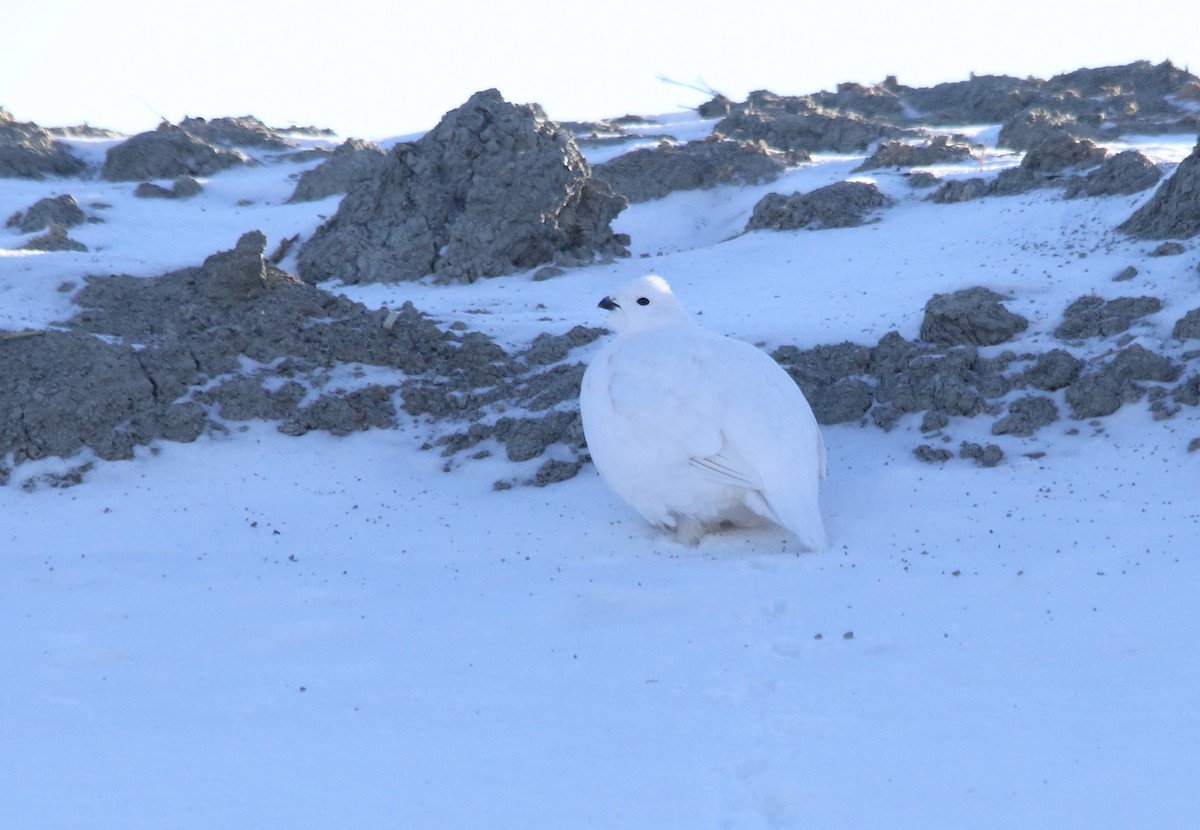 Willow Ptarmigan - ML647682140