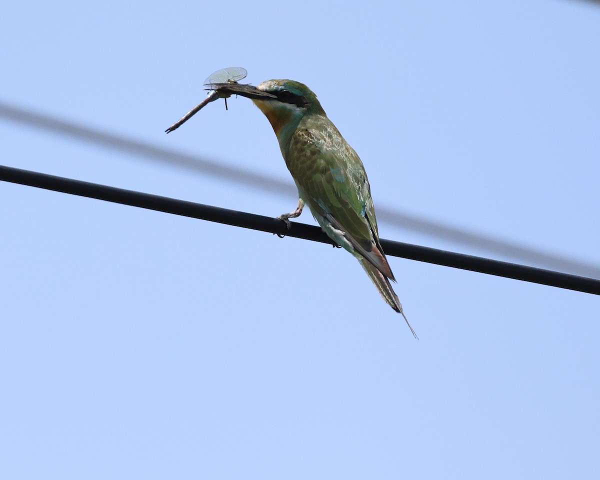 Зелёная щурка - ML647682150