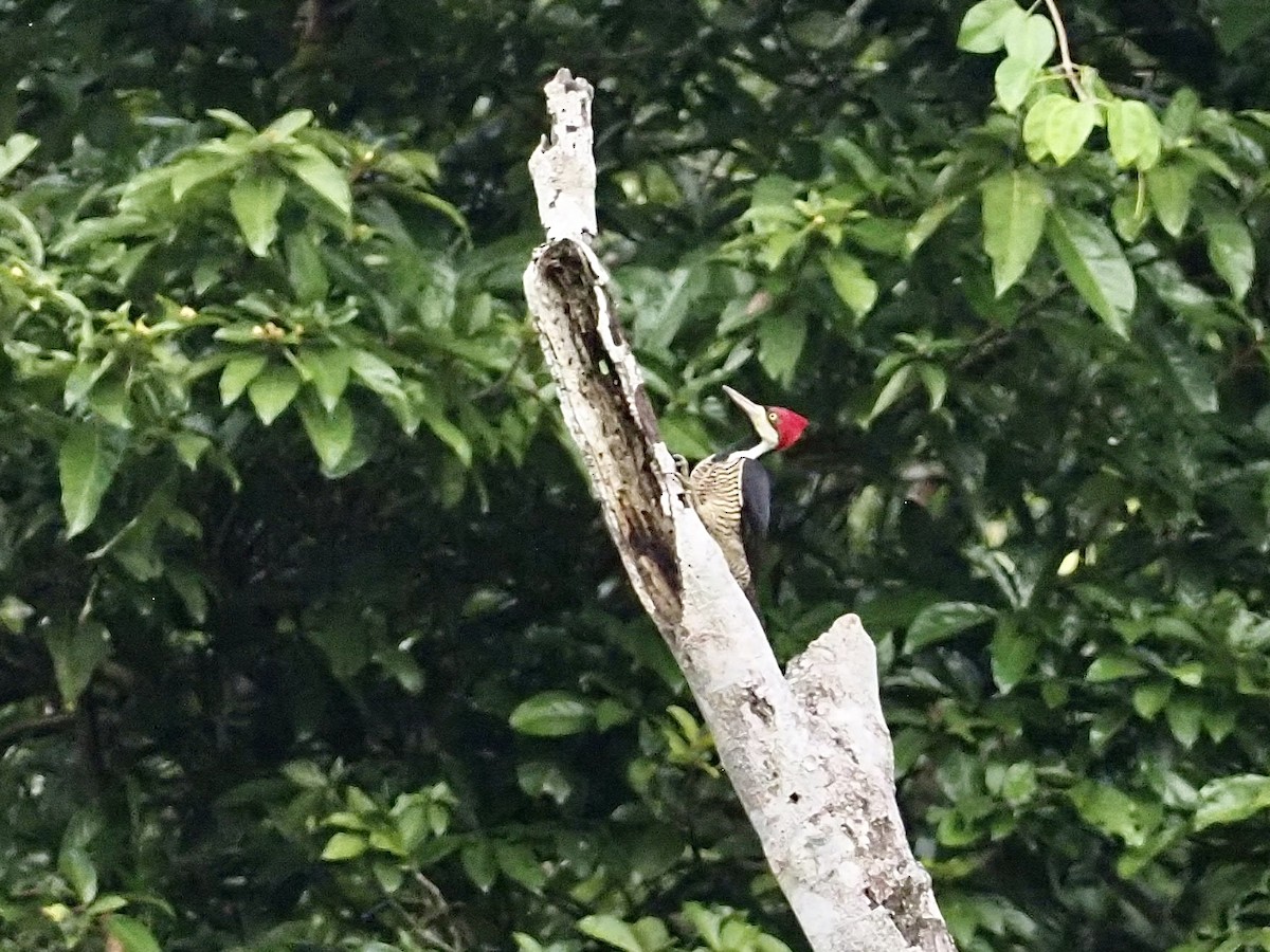 Crimson-crested Woodpecker - ML647682171