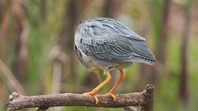 綠簑鷺 - ML647682177