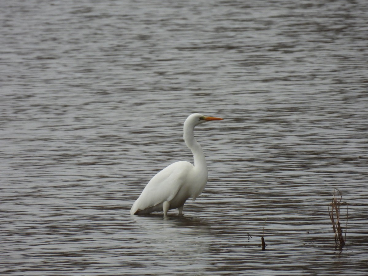 Great Egret - ML647682180