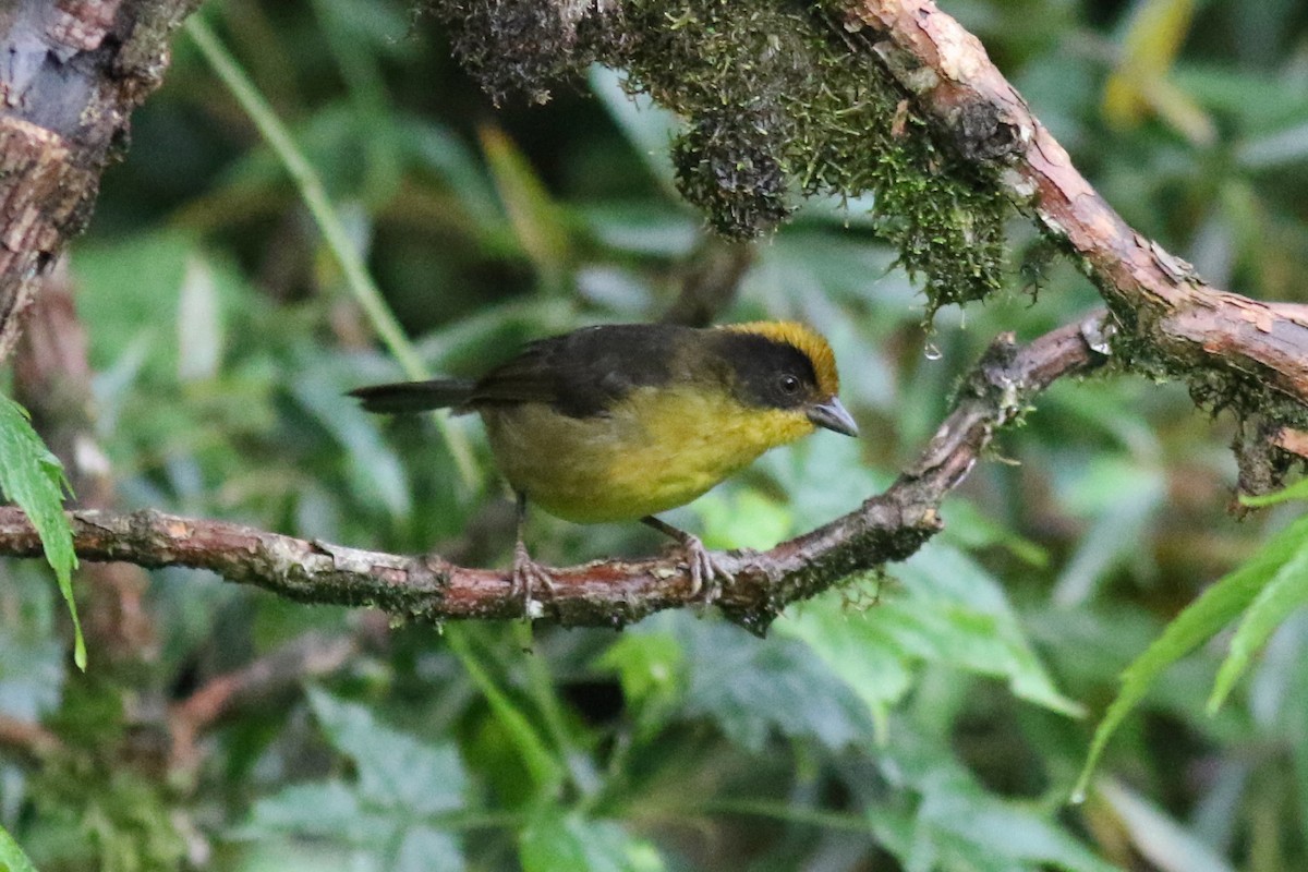 Choco Brushfinch - ML647682185