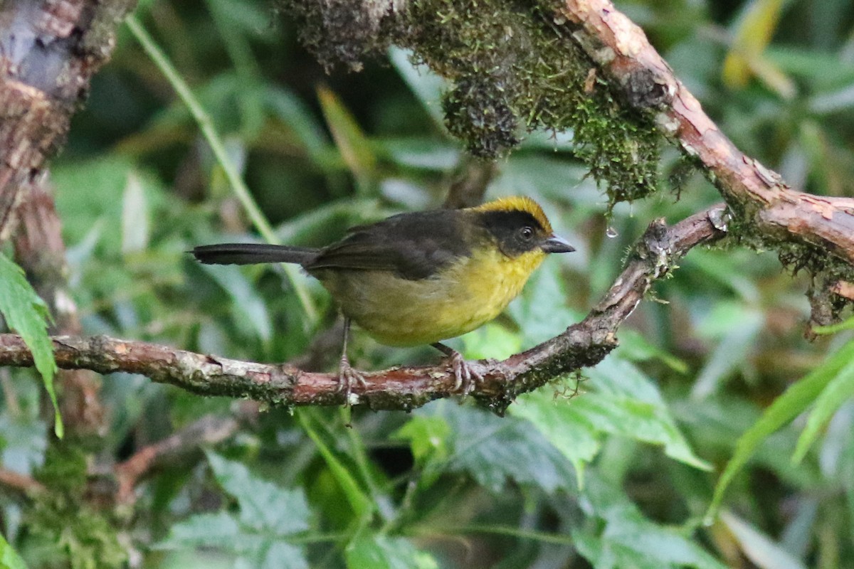 Choco Brushfinch - ML647682186