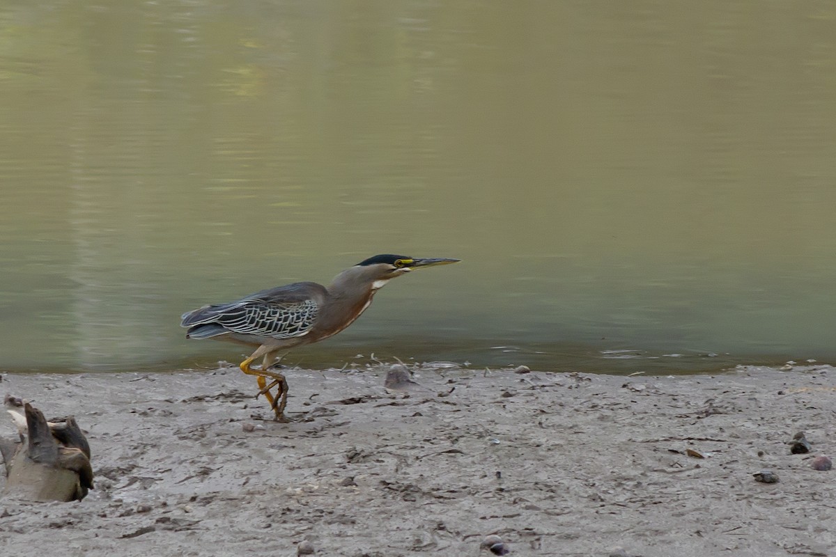 Striated Heron - ML647682187