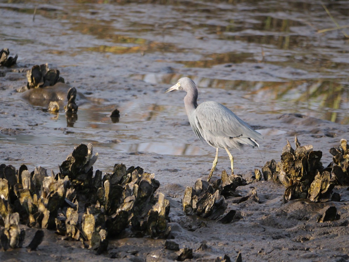 Little Blue Heron - ML647682188