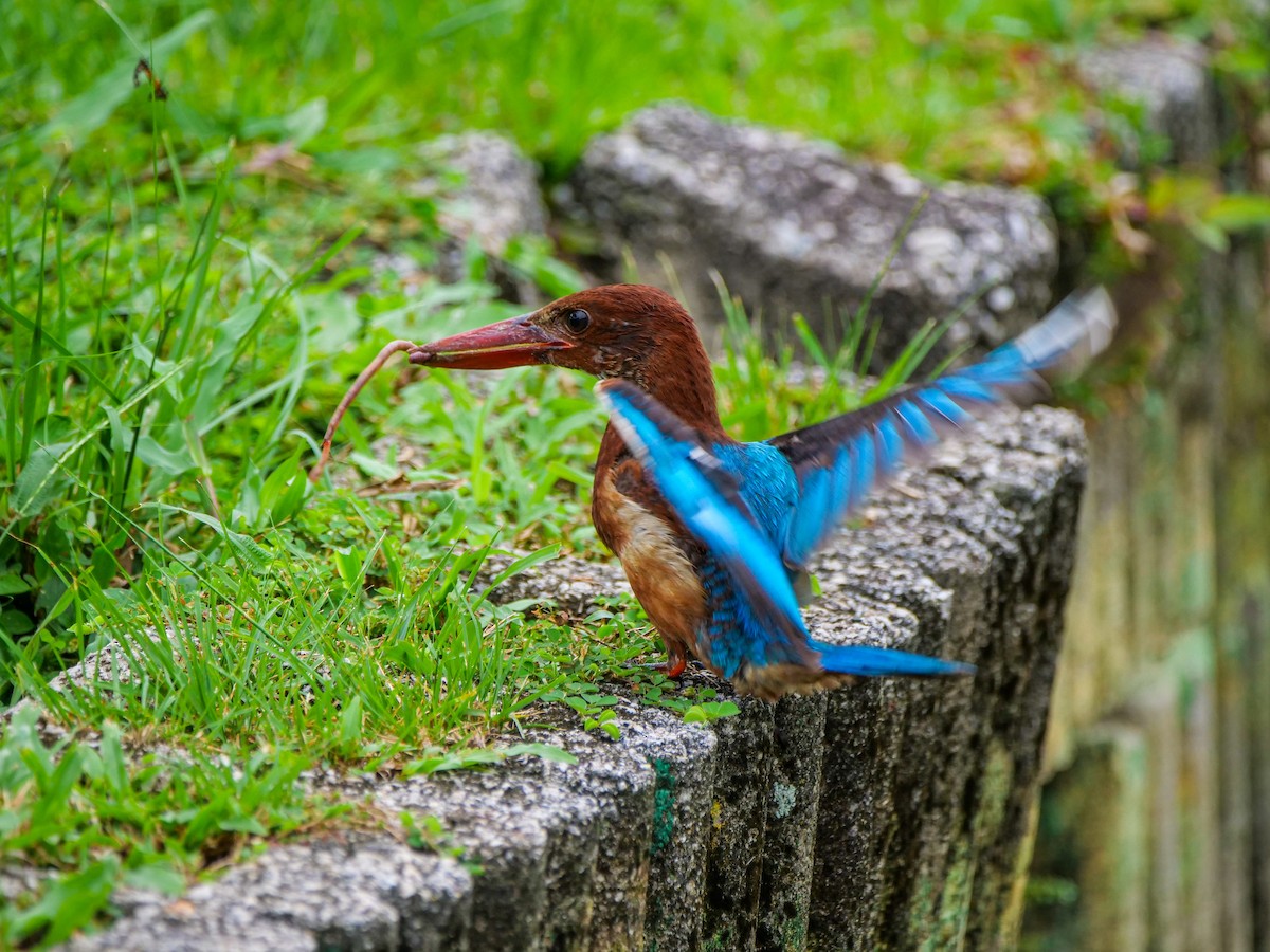 White-throated Kingfisher - ML647682189