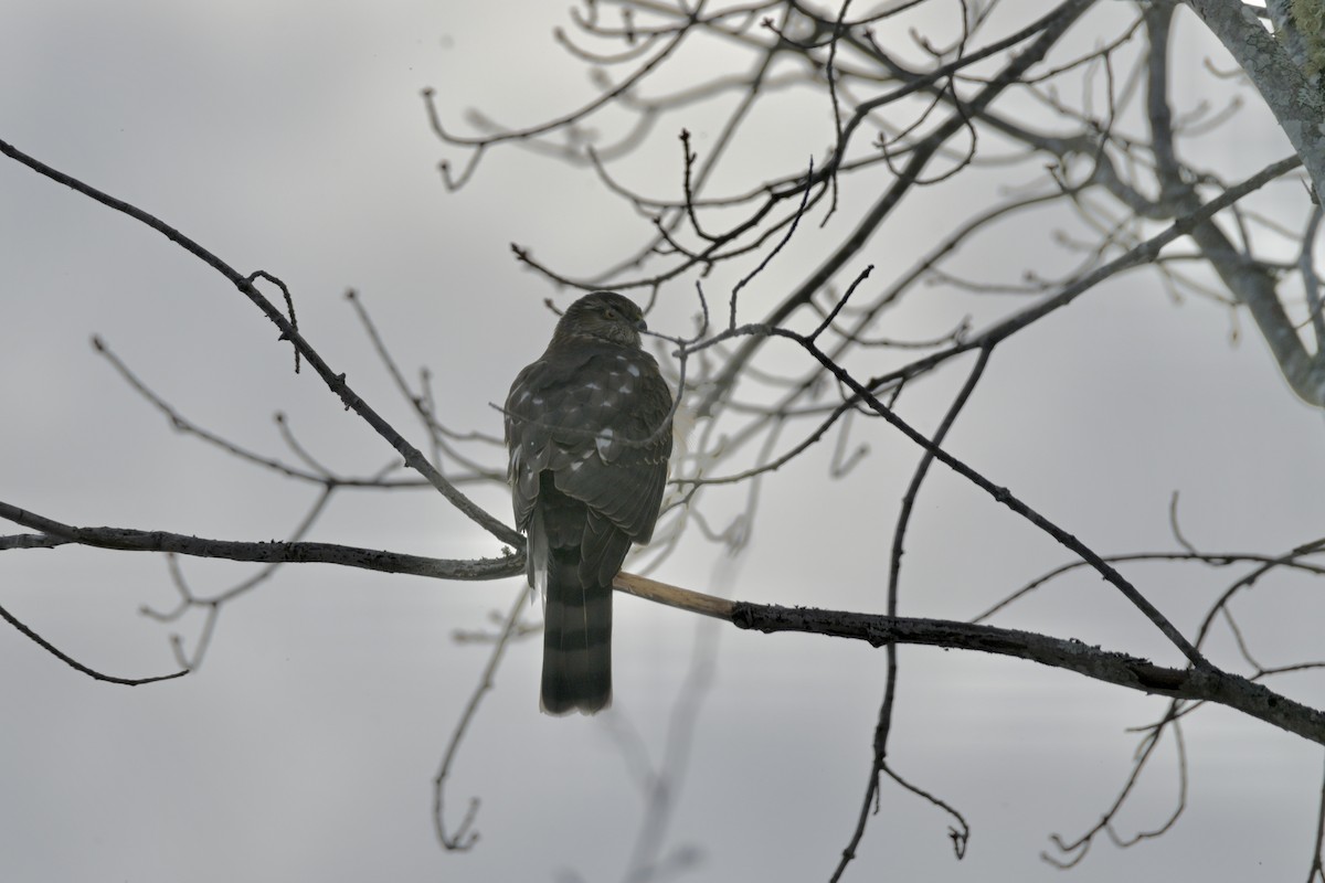 Sharp-shinned Hawk - ML647682190