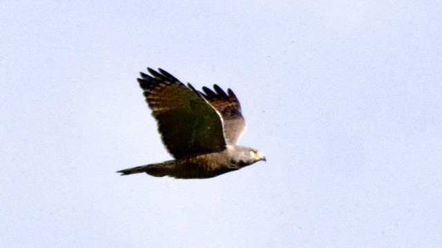 Roadside Hawk - ML647682191