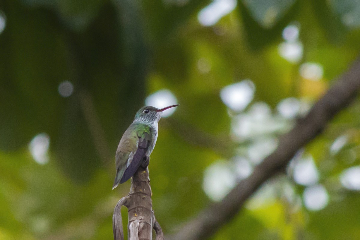 Versicolored Emerald - ML647682192