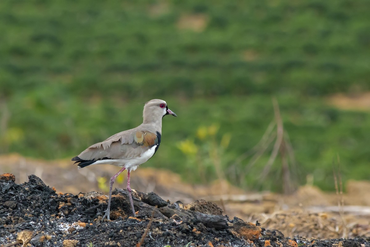 Southern Lapwing - ML647682193
