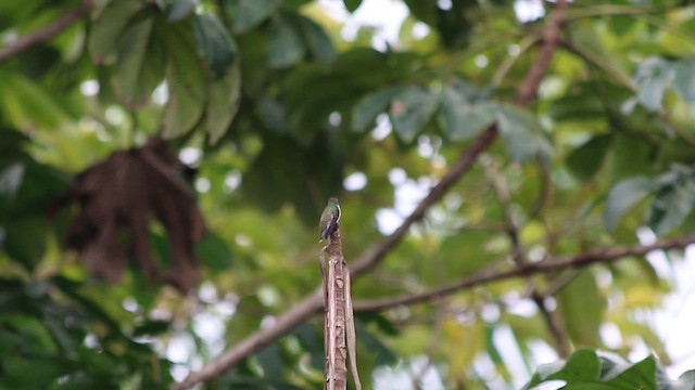 Striated Heron - ML647682195