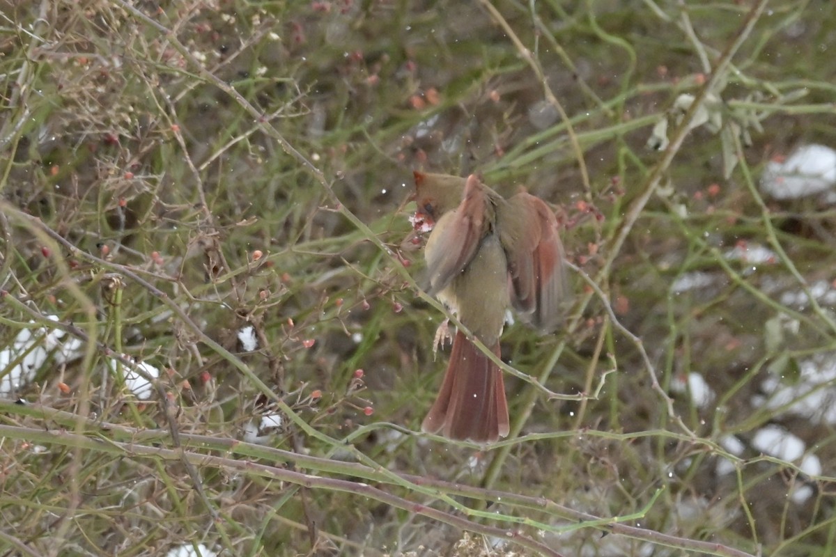 Northern Cardinal - ML647682204