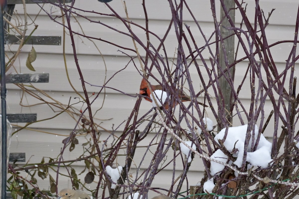 Northern Cardinal - ML647682205