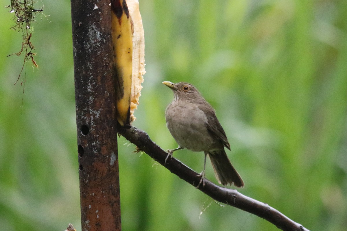 Ecuadorian Thrush - ML647682206