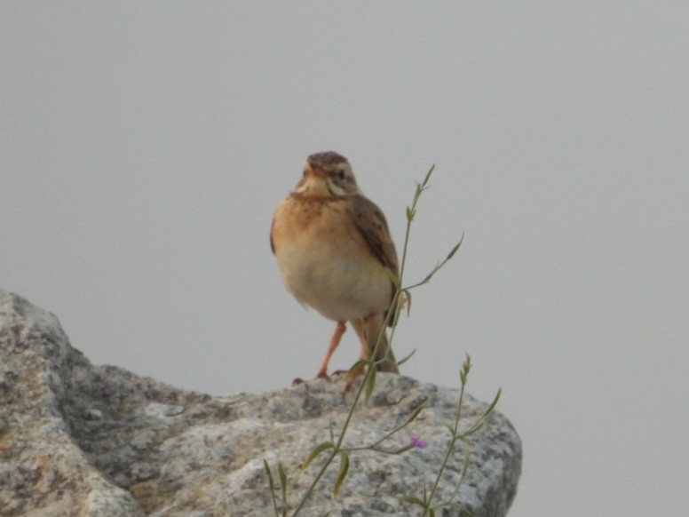 Paddyfield Pipit - ML647682208