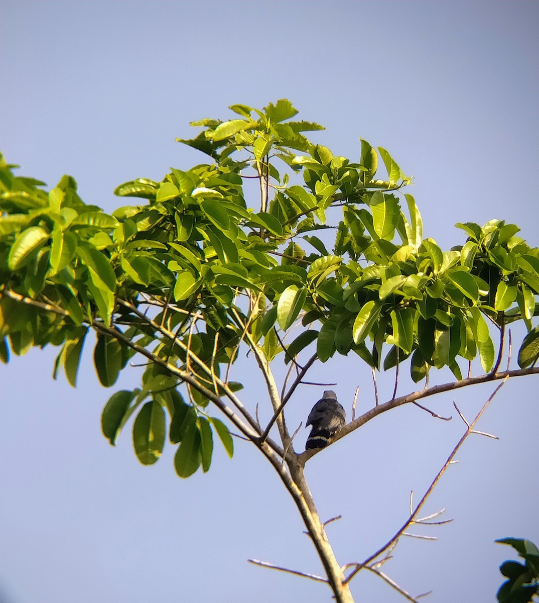 Gray-headed Kite - ML647682211