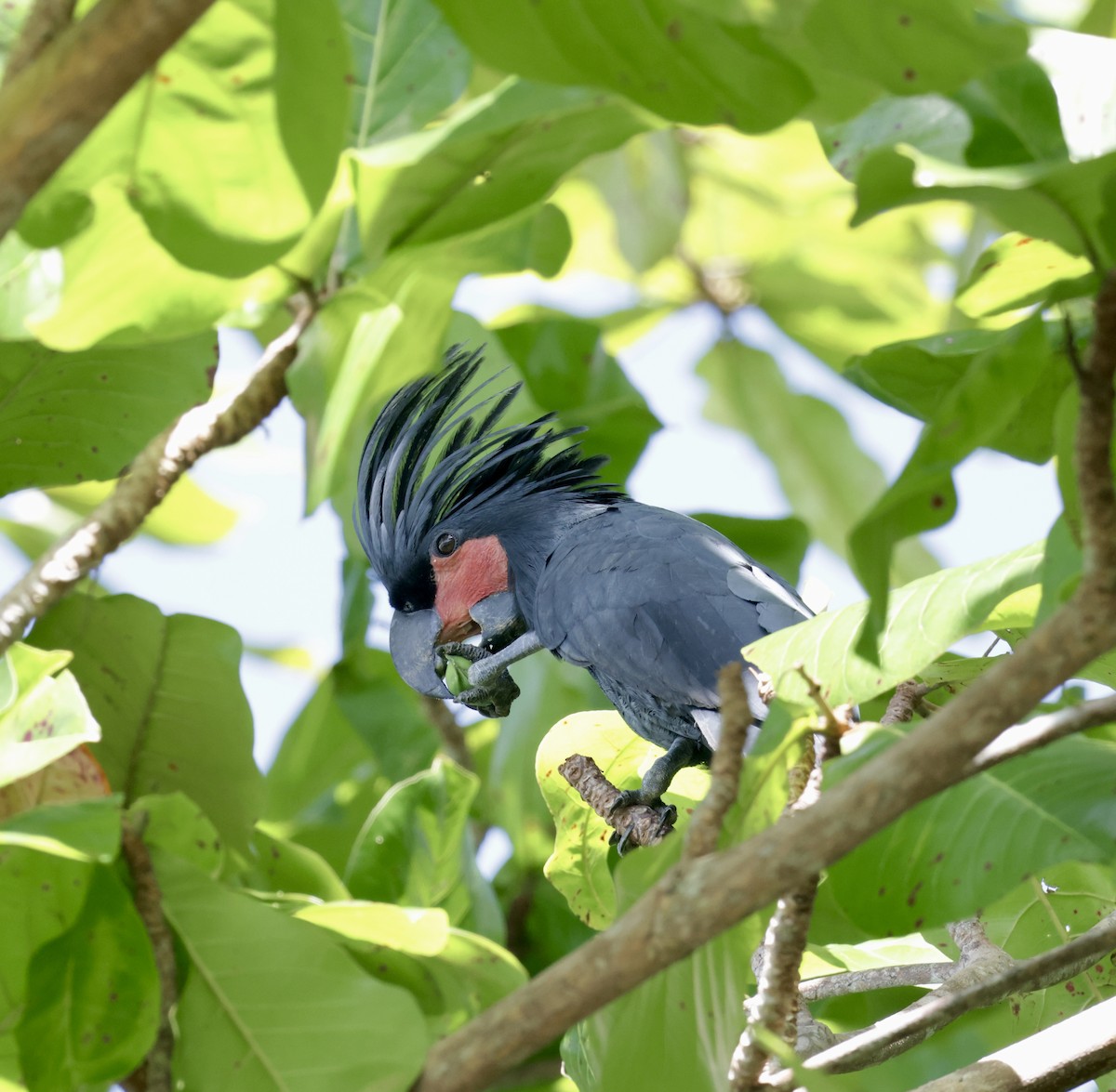 Palm Cockatoo - ML647682212