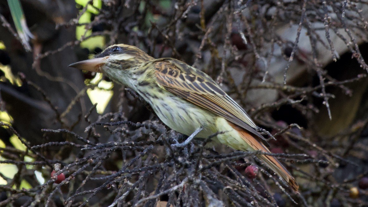 Sulphur-bellied Flycatcher - ML647682213