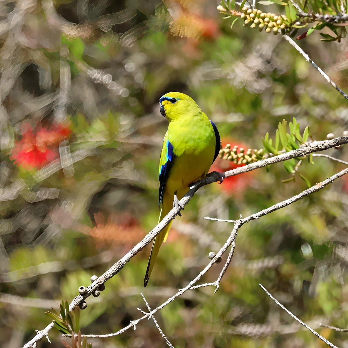 Elegant Parrot - ML647682214