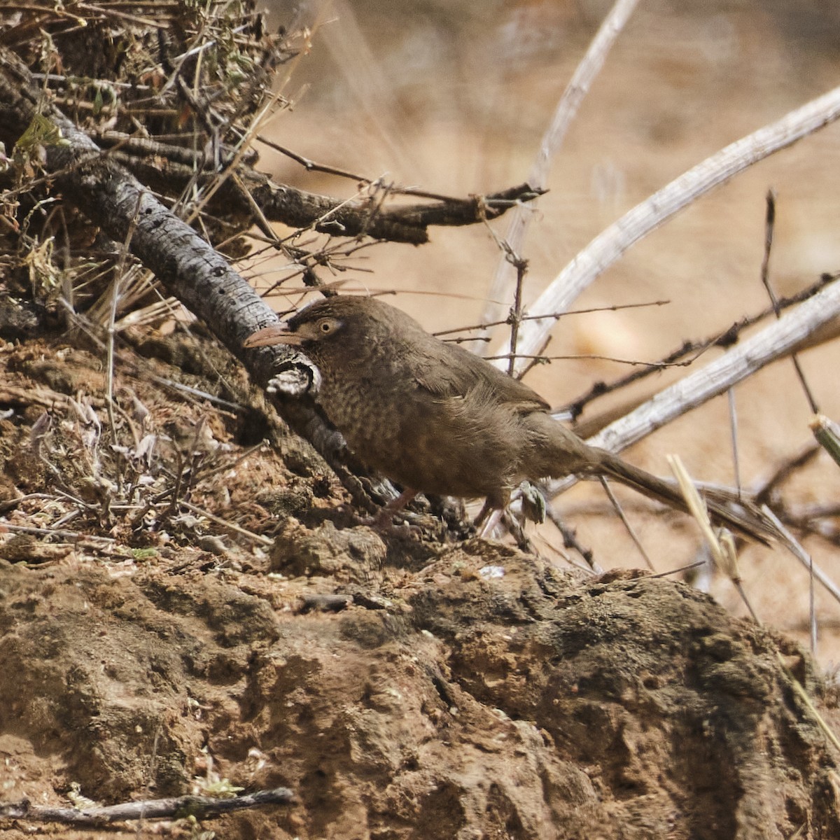 Scaly Chatterer - ML647682215