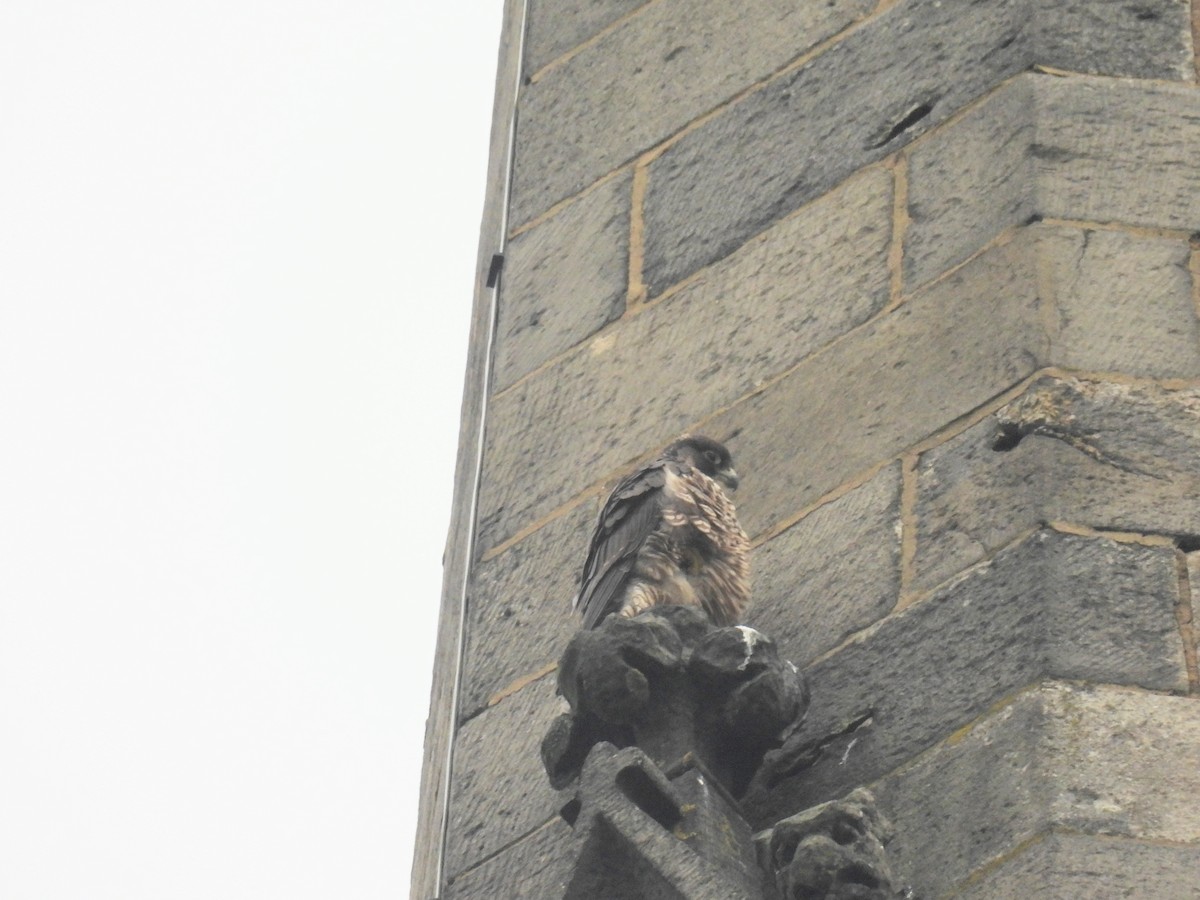 Peregrine Falcon - ML647682217