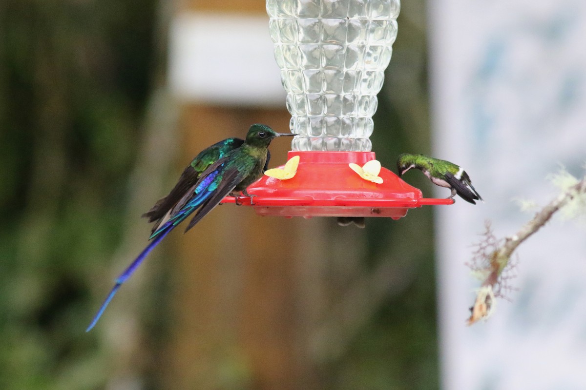 Violet-tailed Sylph - ML647682218