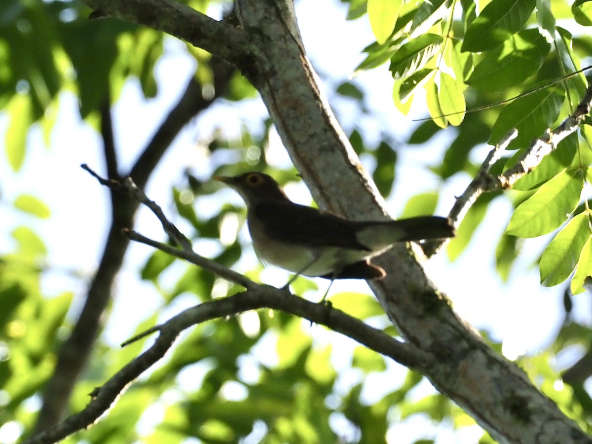 Spectacled Thrush - ML647682220