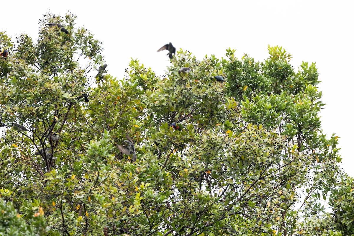 Asian Glossy Starling - ML647682225