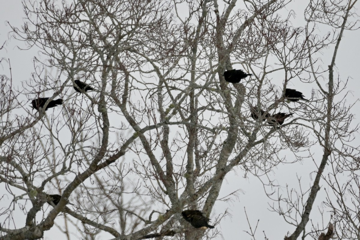 Red-winged Blackbird - ML647682239