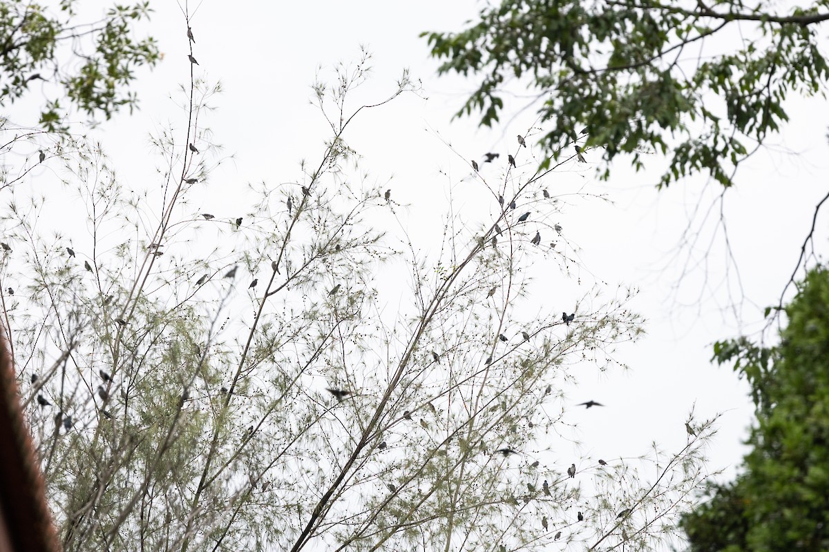 Asian Glossy Starling - ML647682240