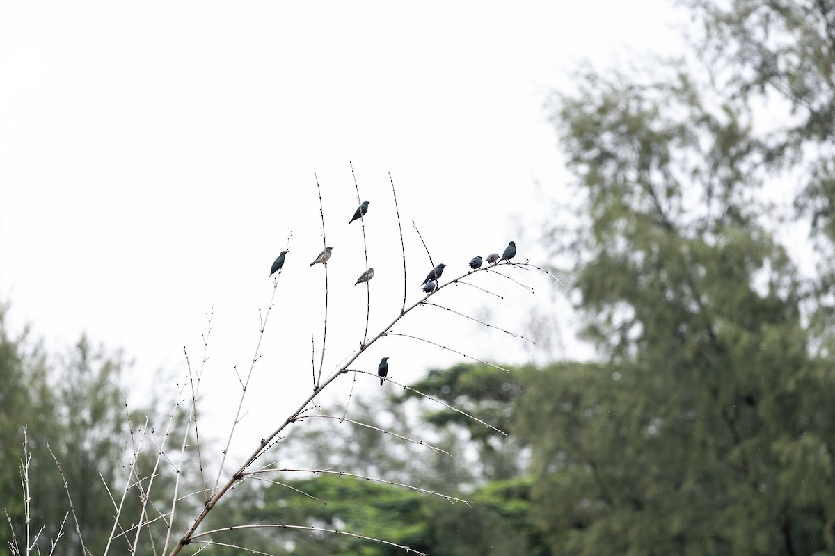 Asian Glossy Starling - ML647682245