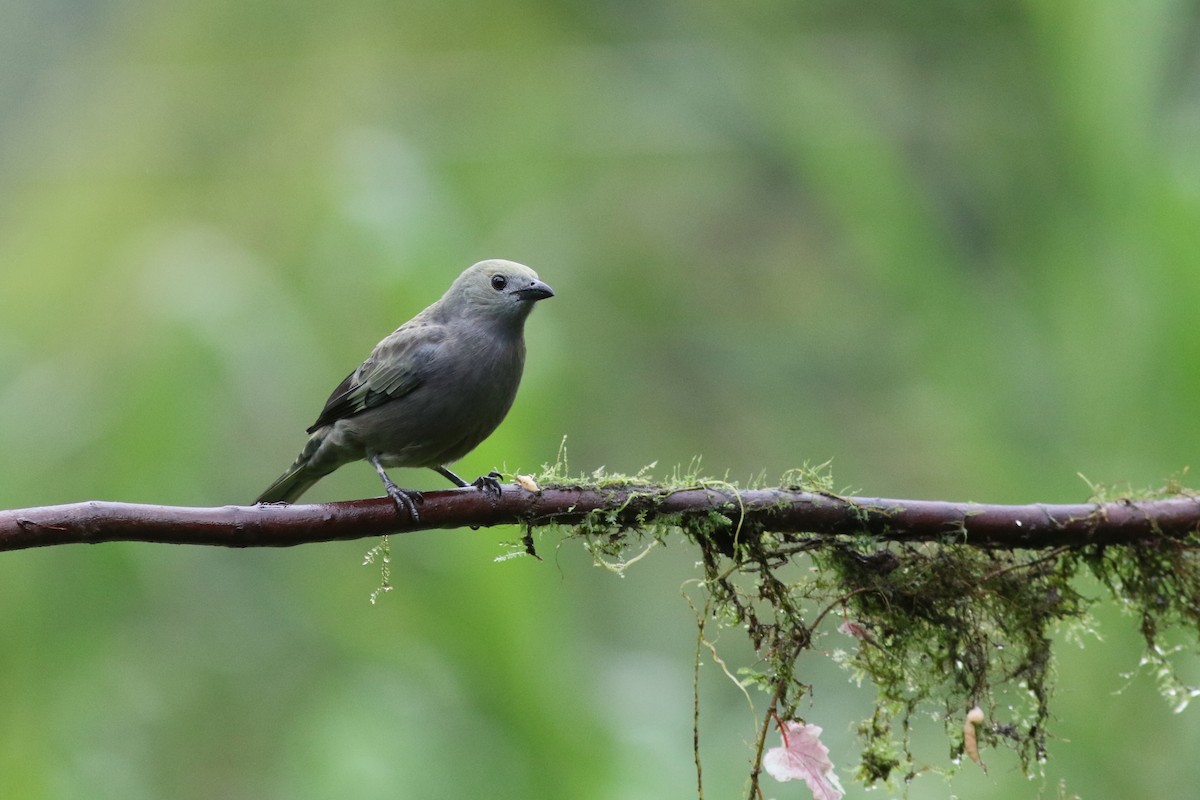 Tangara Palmera - ML647682268