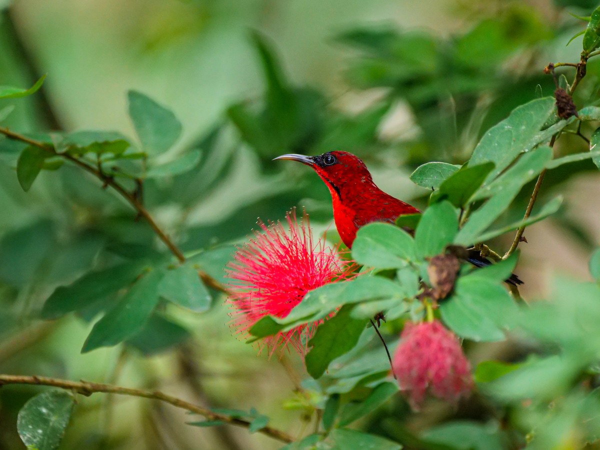 Crimson Sunbird - ML647682280